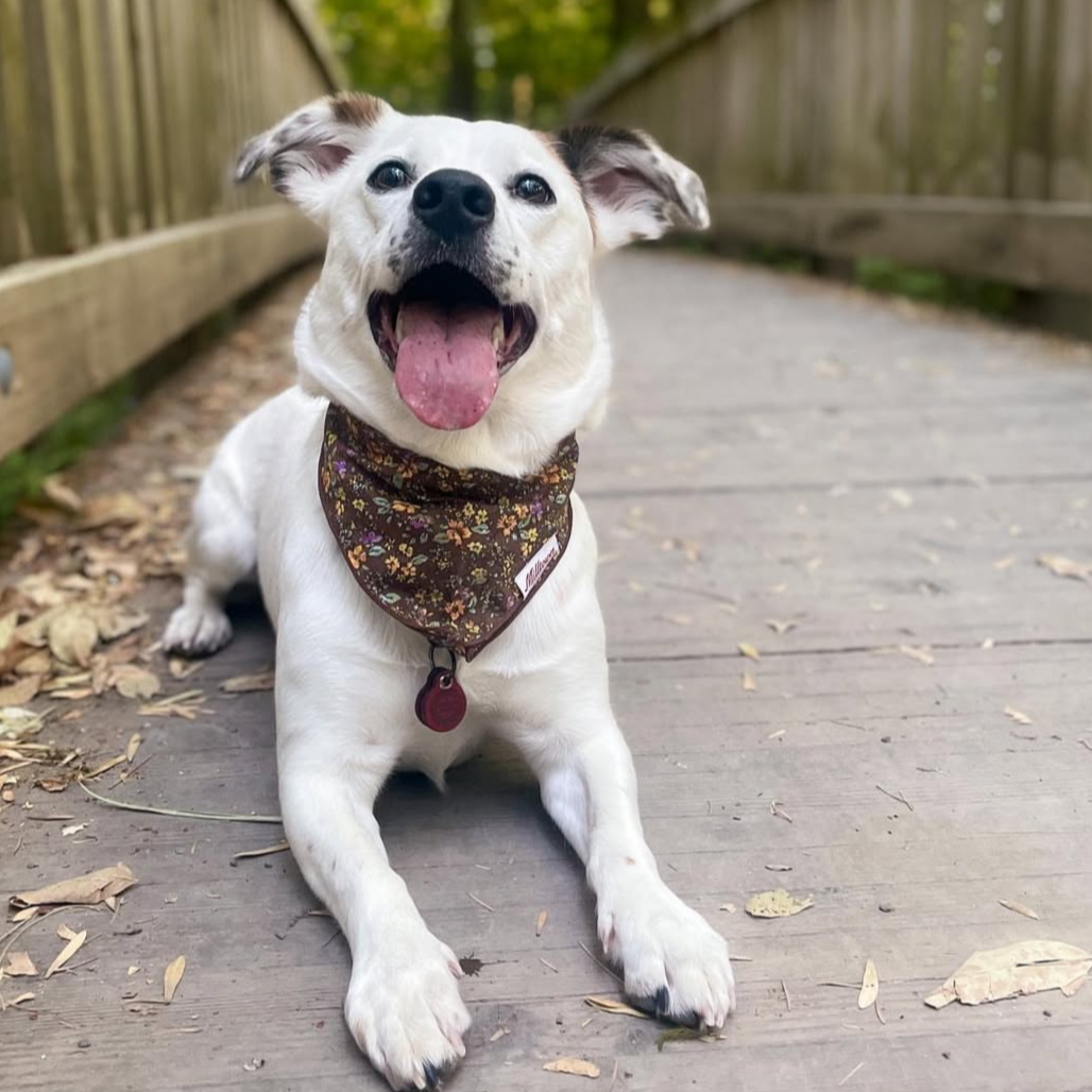 Buttercup Bandana