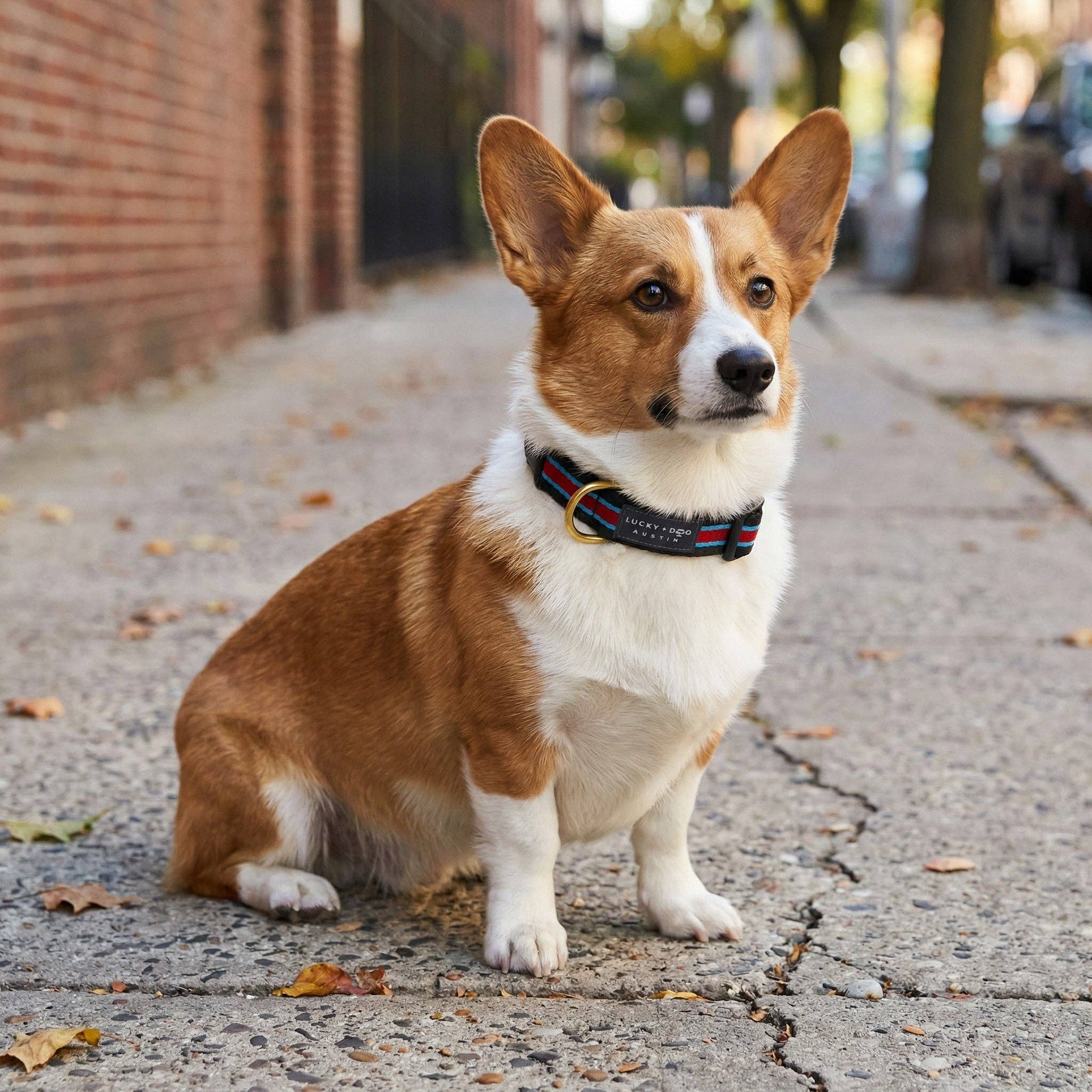 Ive League Prep Collar