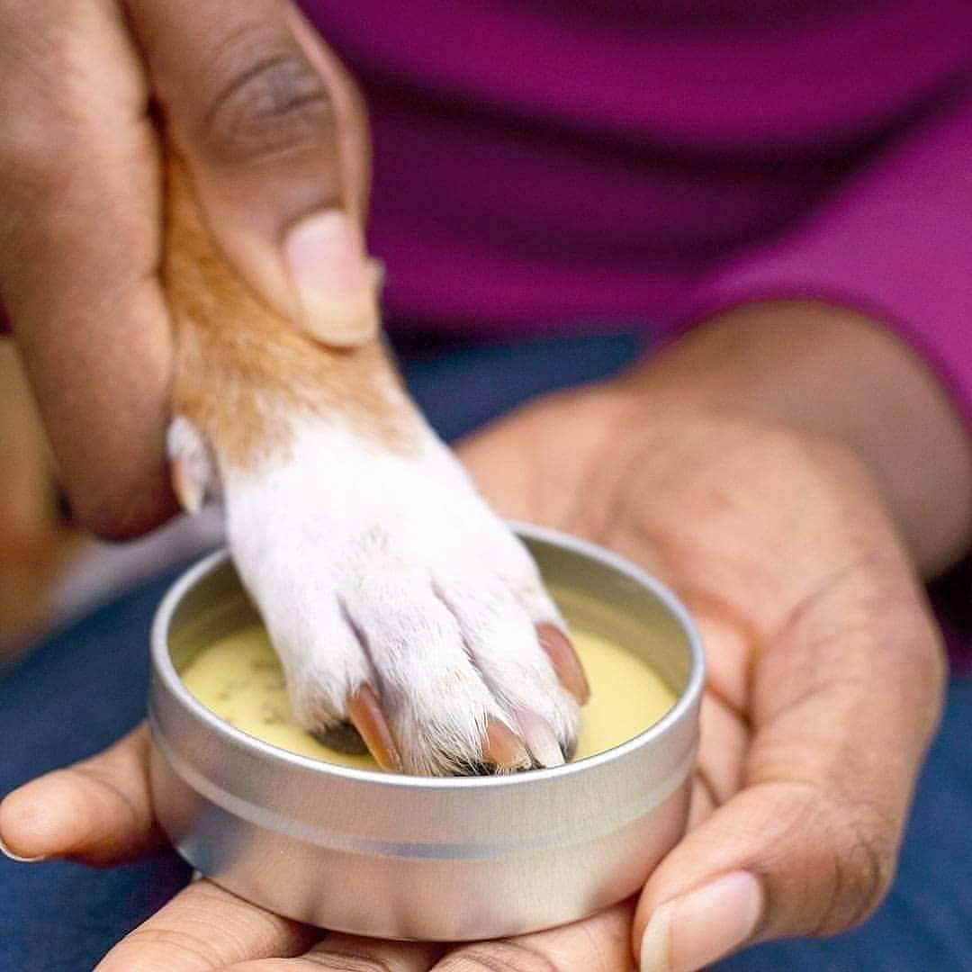 Calming Lavender Dog Paw Balm