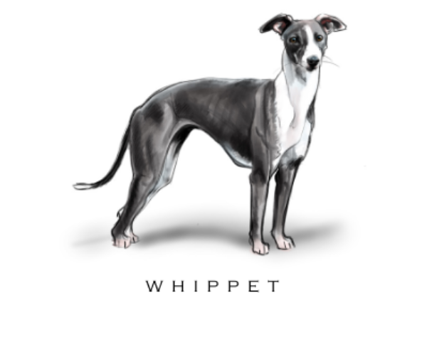 Fable & Sage Note Card Sets - 24 Breeds