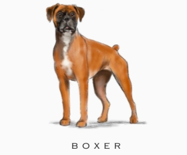 Fable & Sage Note Card Sets - 24 Breeds