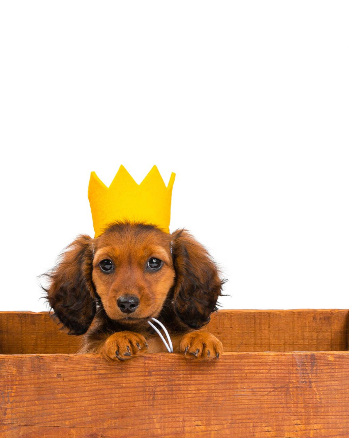 Party Crown