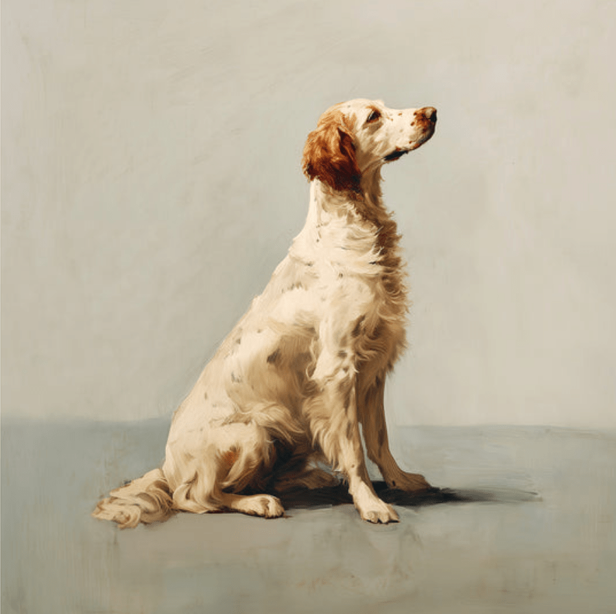 A Seated English Setter Framed Print - THE BOXER
