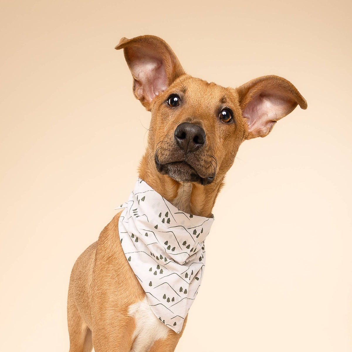 Roam Bandana