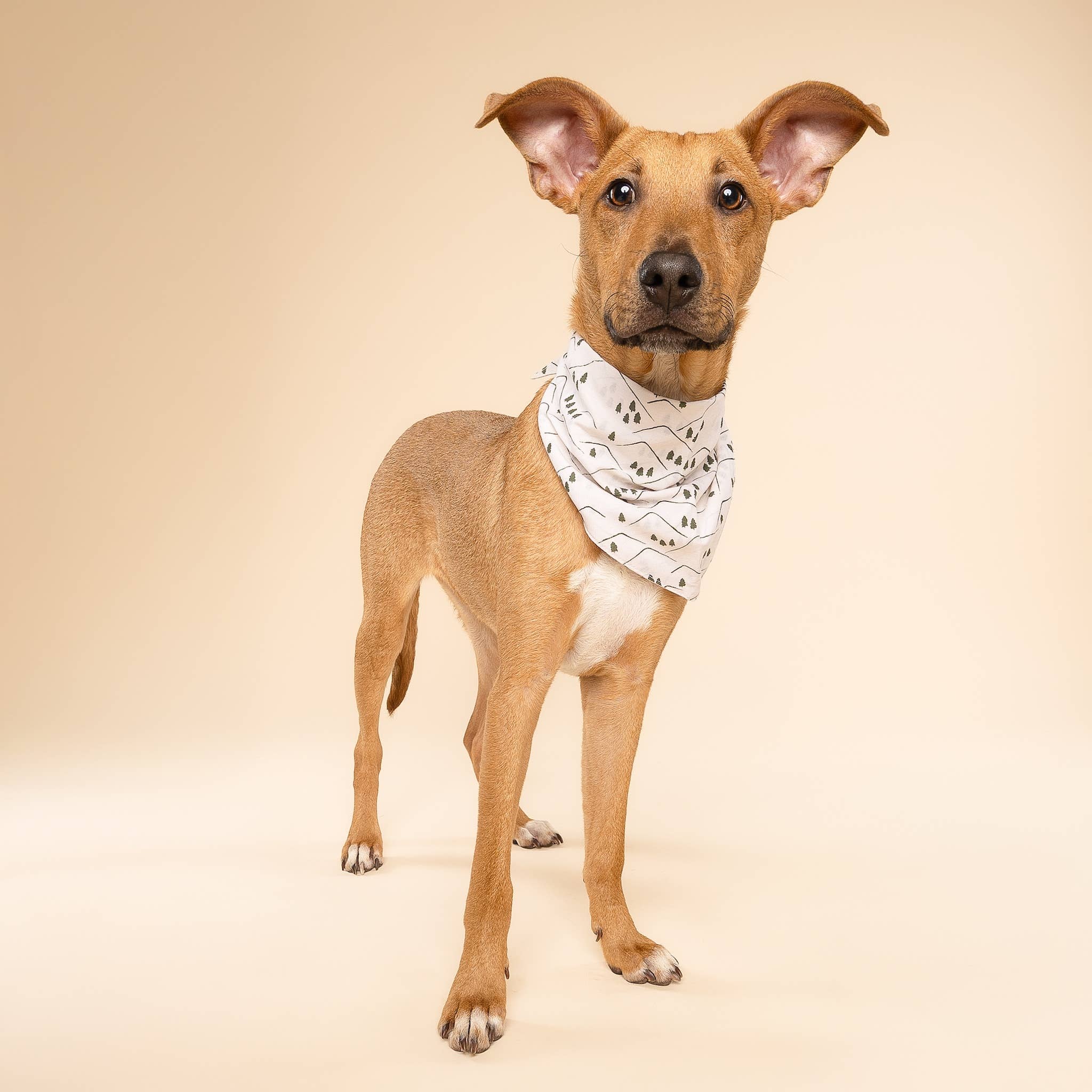 Roam Dog Bandana