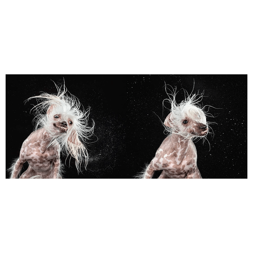 Shake: Carli Davidson - THE BOXER