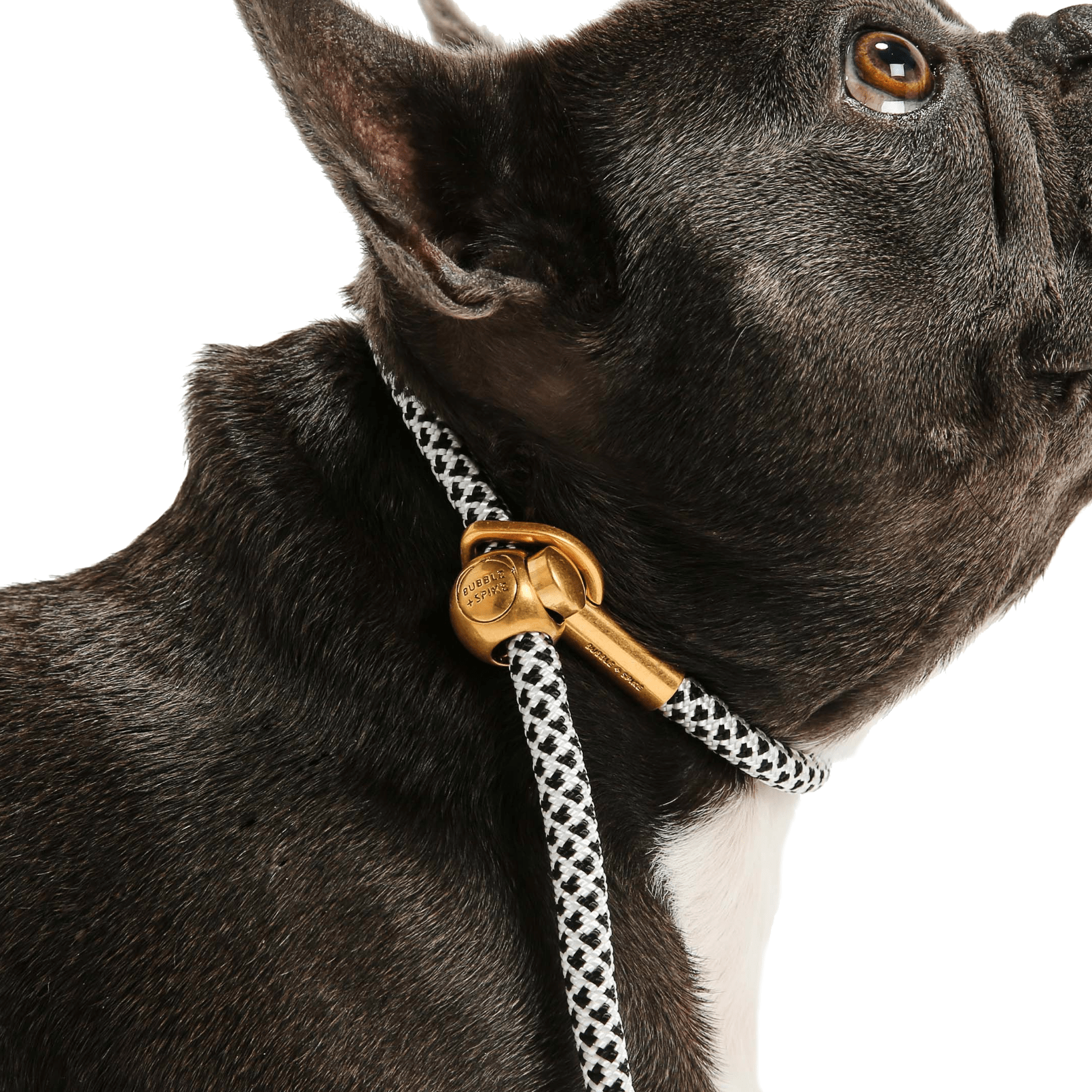 Simple Slip Lead - THE BOXER