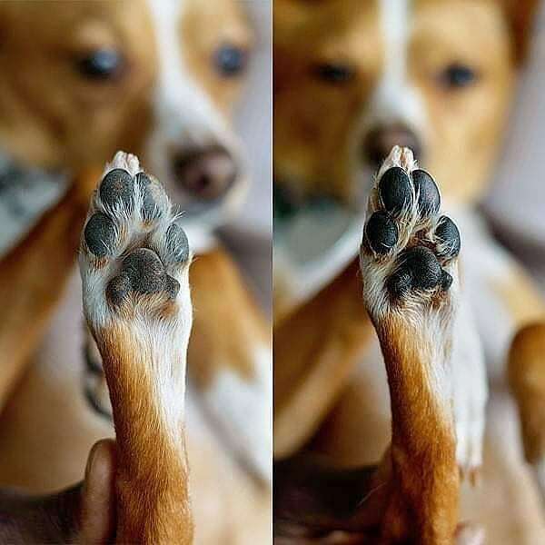 Calming Lavender Dog Paw Balm