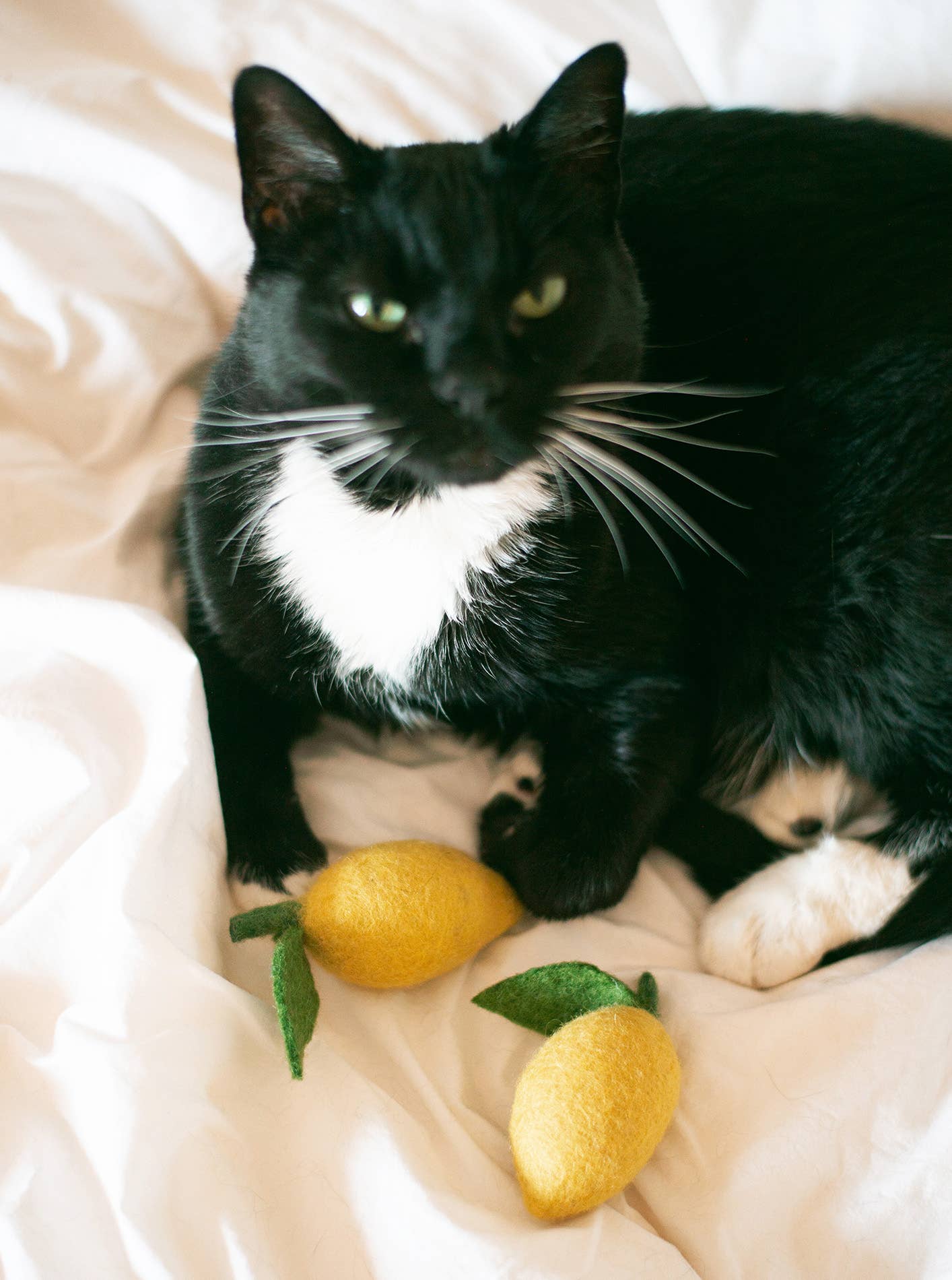 Lemon Wool Dog &amp; Cat Toy
