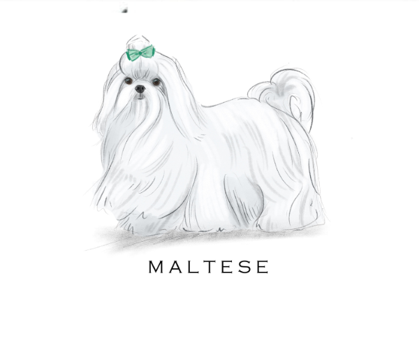 Fable &amp; Sage Note Card Sets - 24 Breeds