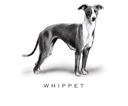 Fable &amp; Sage Note Card Sets - 24 Breeds