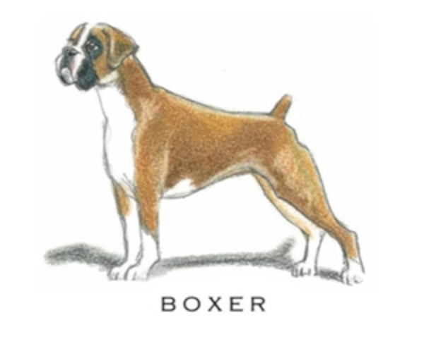 Fable &amp; Sage Note Card Sets - 24 Breeds