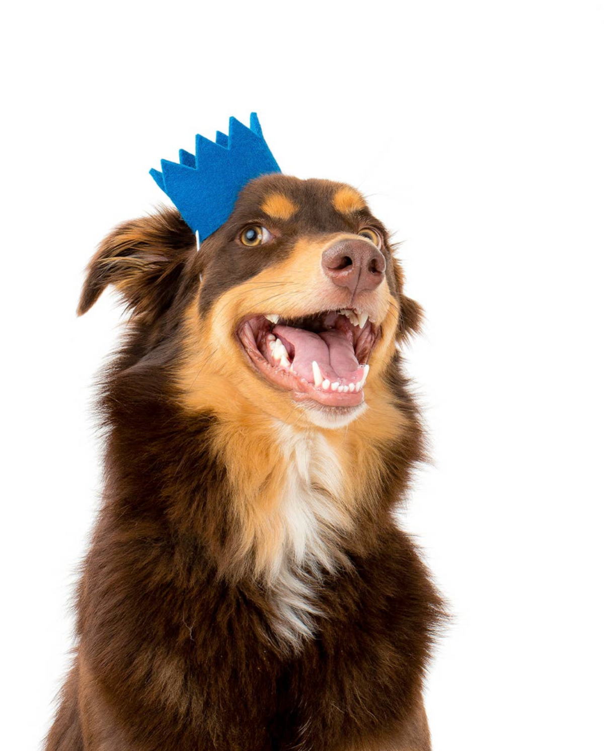 Party Crown