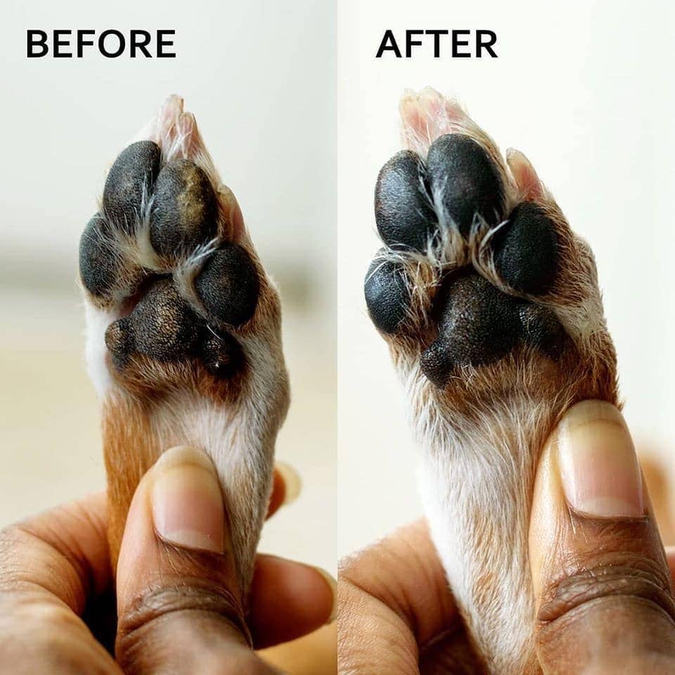 Calming Lavender Dog Paw Balm
