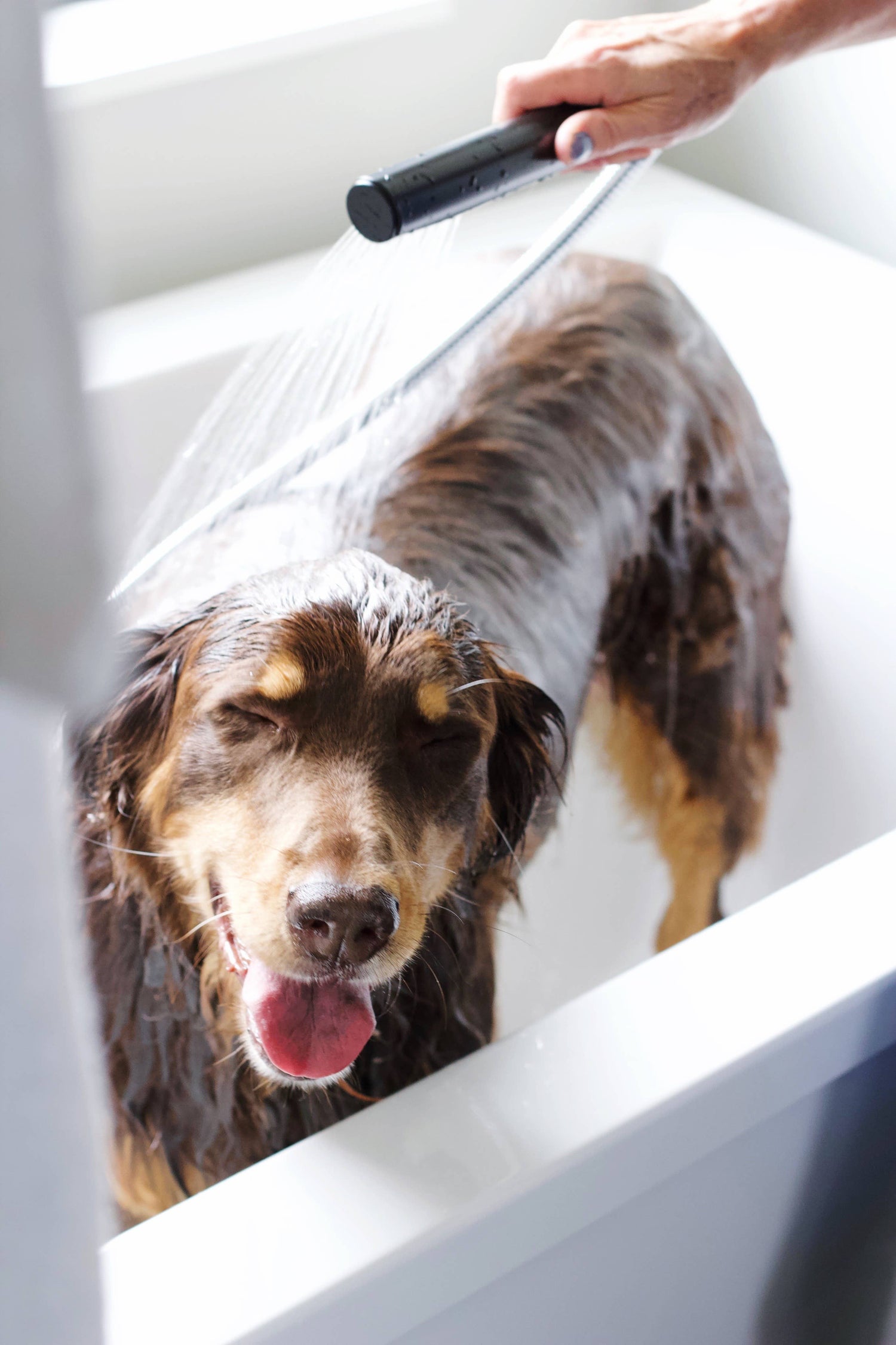 Dog &amp; Cat Shampoo: Lavender + Chamomile