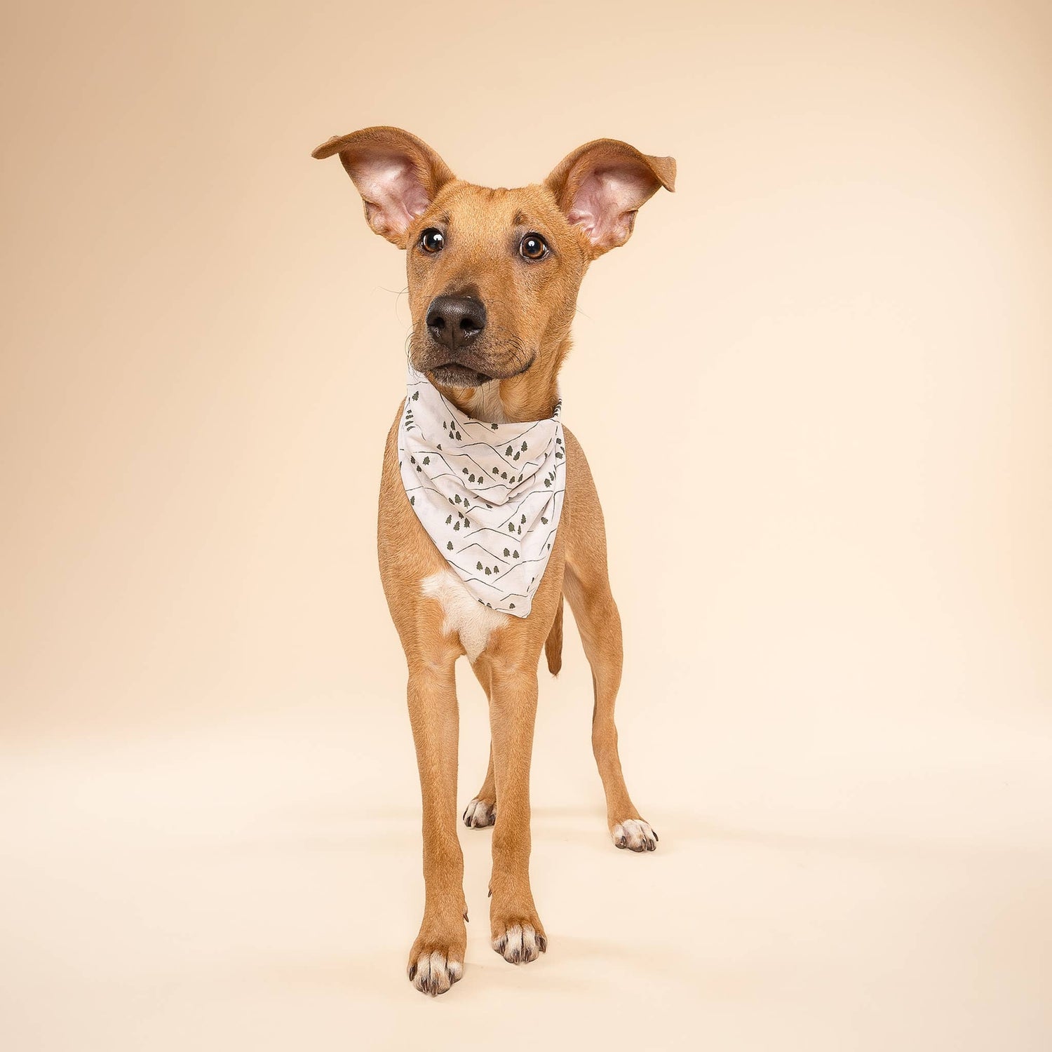 Roam Dog Bandana