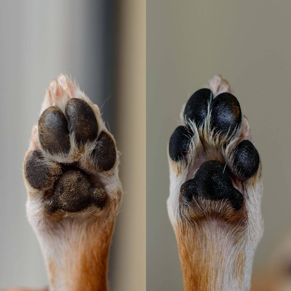 Calming Lavender Dog Paw Balm