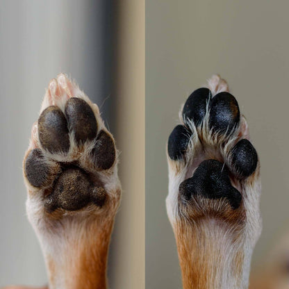 Calming Lavender Dog Paw Balm