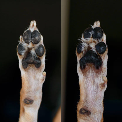 Calming Lavender Dog Paw Balm