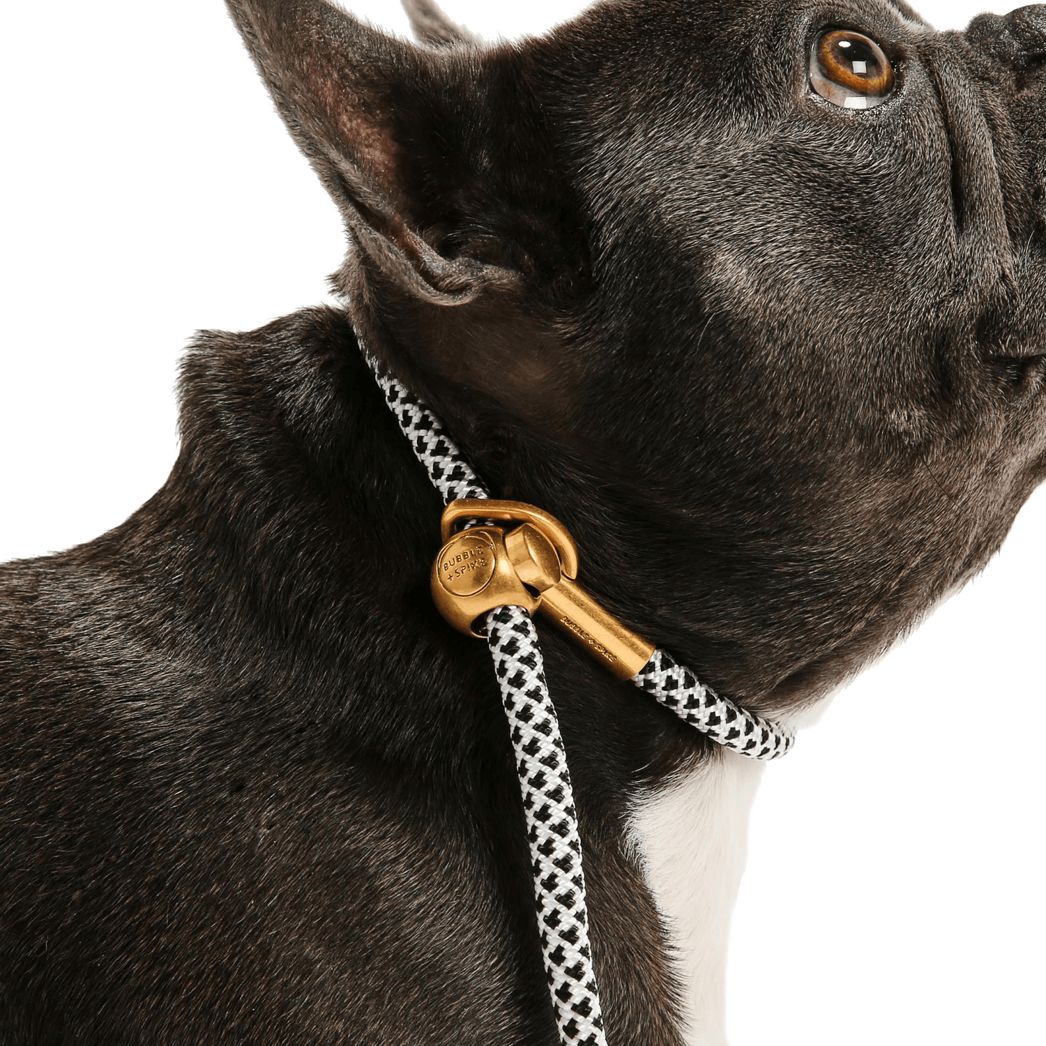 Simple Slip Lead - THE BOXER